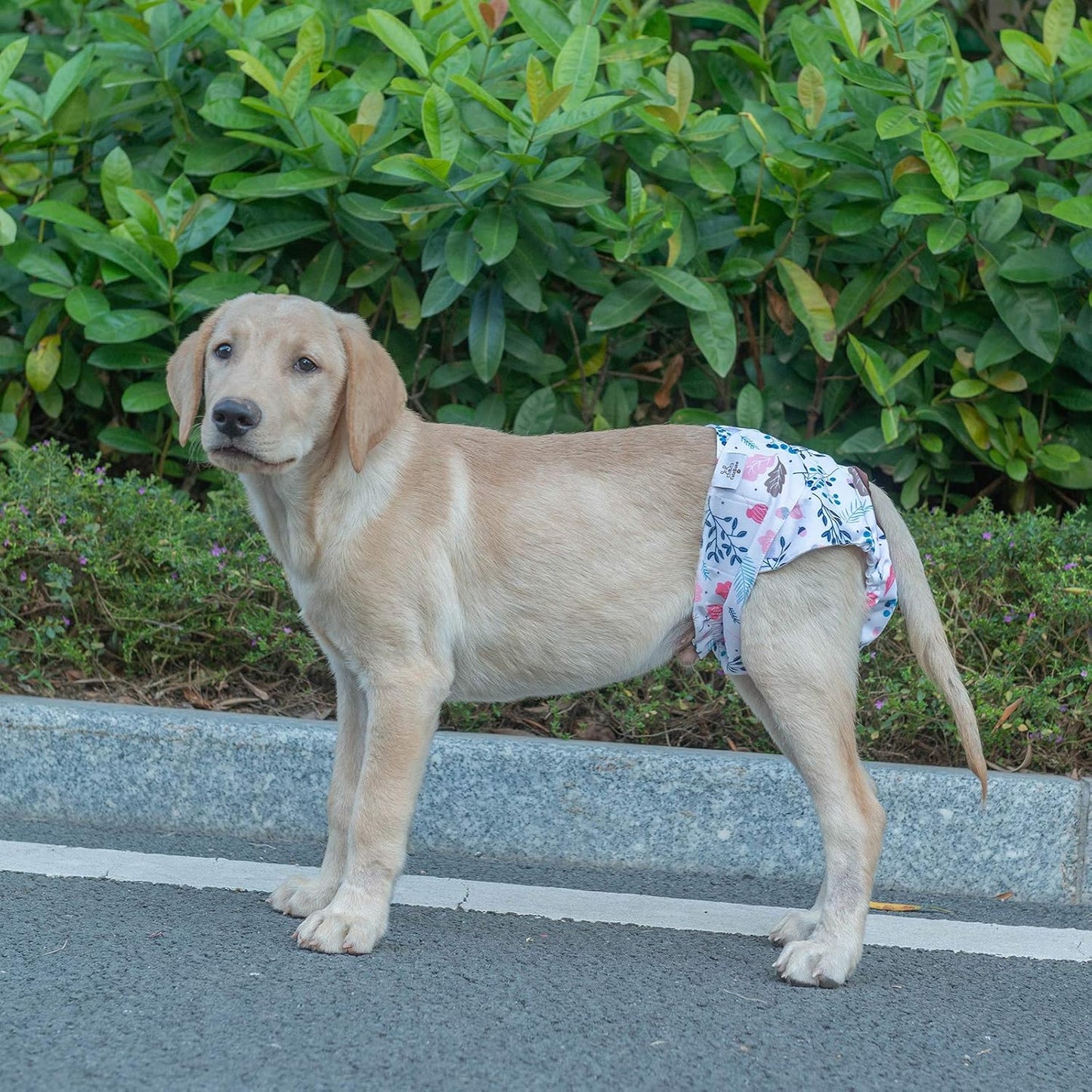 Dog Diapers Female Reusable 3 Pack for Doggie in Heat, Washable Dog Pants